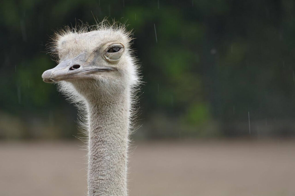 Ostrich squinting into the camera.