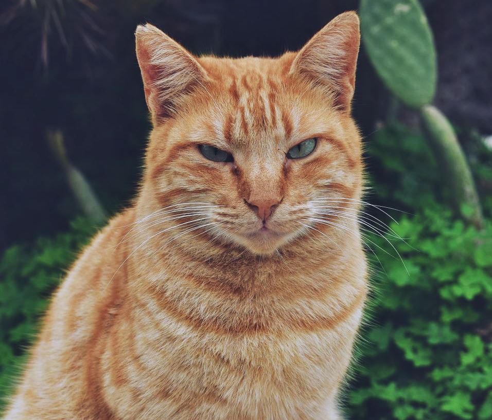 An orange striped cat making a skeptical face.